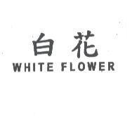 白花 WHITE FLOWER