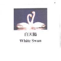 白天鵝 White Swan 及圖