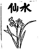 水仙及圖