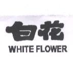 白花 WHITE FLOWER