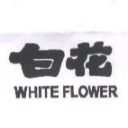 白花 WHITE FLOWER
