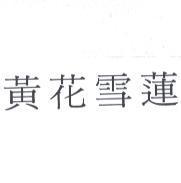 黃花雪蓮