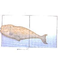 地圖魚及書本海洋組合 HET EYLAND FORMOSA