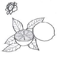紅花檸檬圖