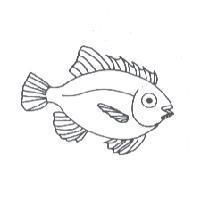 魚圖