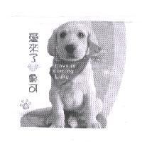 愛來了 魯可 LOVE IS COMING LUKO 及圖