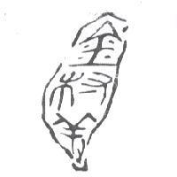 金村美設計及圖
