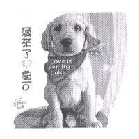 愛來了 魯可 LOVE IS COMING LUKO 及圖