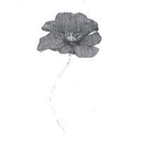 花圖