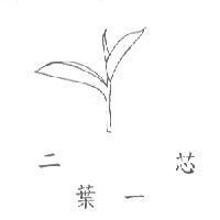 二葉一芯及圖