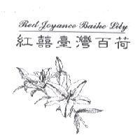 紅囍臺灣百荷 Red Joyance Baihe Lily 及圖