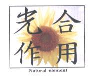 光合作用及圖
