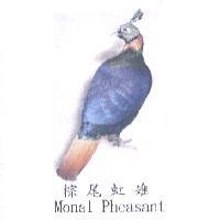 棕尾虹雉 Monal Pheasant 及圖