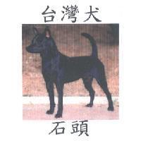 台灣犬 石頭