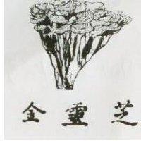 金靈芝及圖