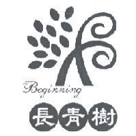 長青樹 Beginning 及圖