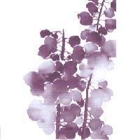 花圖一