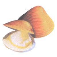 綠川蜆精生技股份有限公司標章