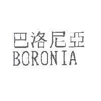 巴洛尼亞 BORONIA