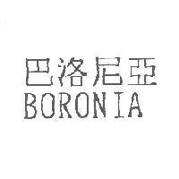 巴洛尼亞 BORONIA