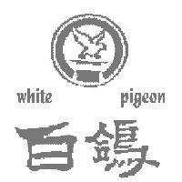 白鴿 White Pigeon 及圖