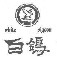 白鴿 White Pigeon 及圖
