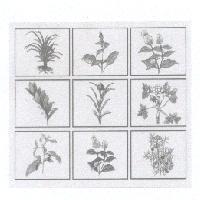 百草設計圖