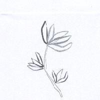 花圖