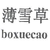 薄雪草 boxuecao