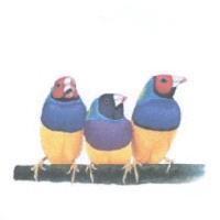 3 BIRDS LOGO 設計圖