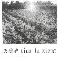 天綠香 tian lu xiang 及圖