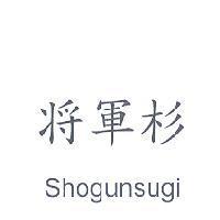 將軍杉〈日本漢字 中文繁體係將軍杉〉 Shogunsugi