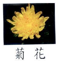菊花及圖