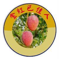 金紅色佳人及圖