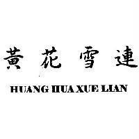 黃花雪連 HUANG HUA XUE LIAN