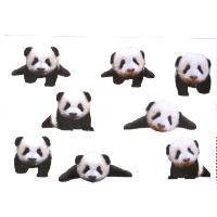 小貓熊圖