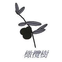 橄欖樹及圖