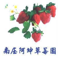 南庄阿坤草莓園及圖