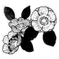 花圖
