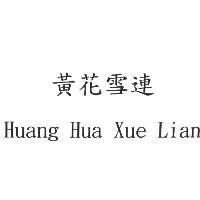 黃花雪連 Huang Hua Xue Lian