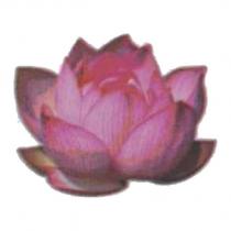 蓮花設計圖