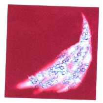 Bubble Swoosh on Pink Background