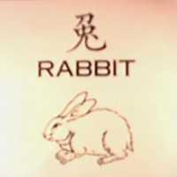 兔及圖 RABBIT