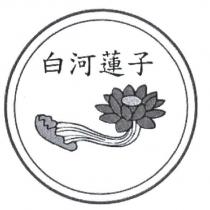 白河蓮子及圖