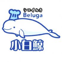 シロイルカ Beluga 小白鯨及圖
