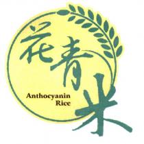 花青米 Anthocyanin Rice 及圖