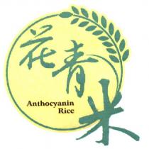 花青米 Anthocyanin Rice 及圖