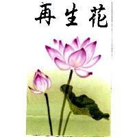 再生花及圖