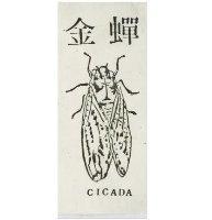 金蟬及圖 CICADA 