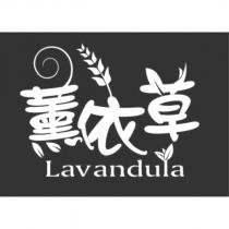 薰依草 Lavandula 及圖